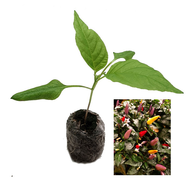 Kanon Pepper Chilli Seedling Plant by CHILLIESontheWEB