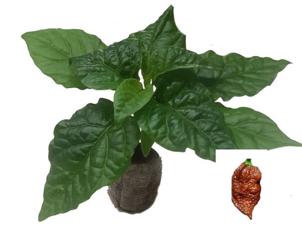 Devils Brain Chocolate Chilli Seedling Plant Image by CHILLIESontheWEB