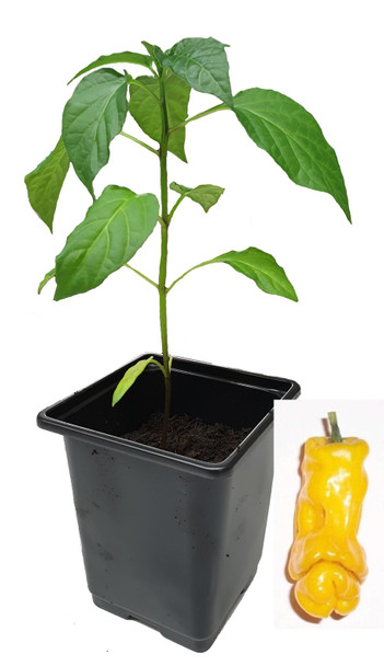 Peter Pepper Yellow 9cm Chilli Plant Image by CHILLIESontheWEB