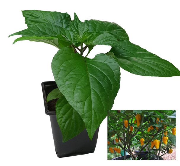 Fatalii Yellow Chilli Plant Image by CHILLIESontheWEB