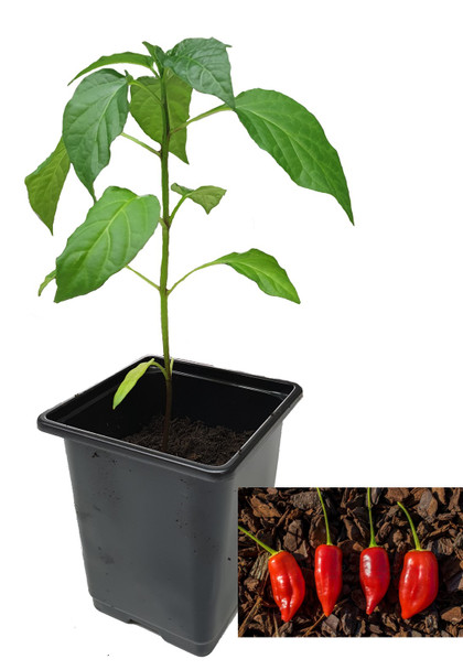 Aji Benito 9cm Chilli Plants Image by CHILLIESontheWEB