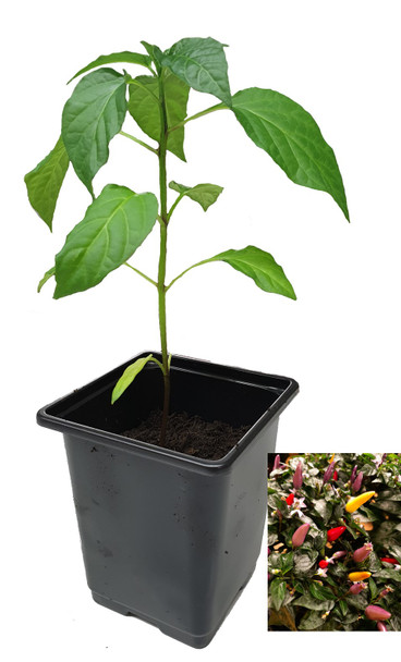 Kanon Pepper 9cm Chilli Plant Image by CHILLIESontheWEB