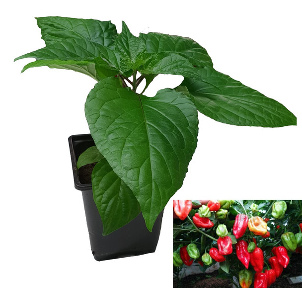 Naga Bih Red - Ghost Pepper Chilli Plant Image by CHILLIESontheWEB