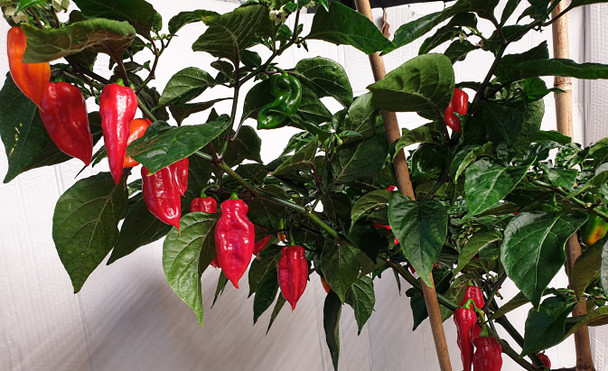 Naga Bih Red Chilli Plant Image by CHILLIESontheWEB