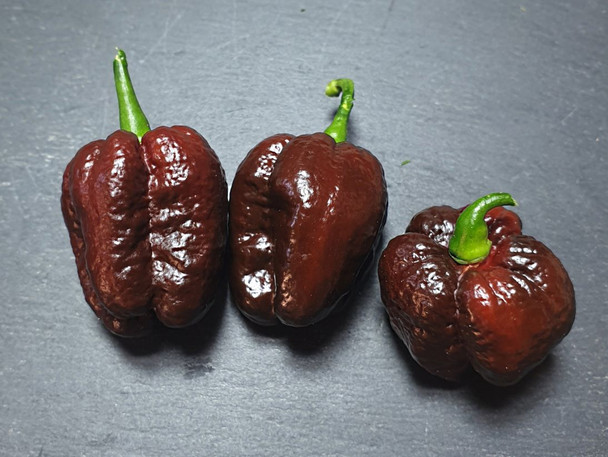 Scotch Bonnet Chocolate Chilli Pod Image by CHILLIESontheWEB