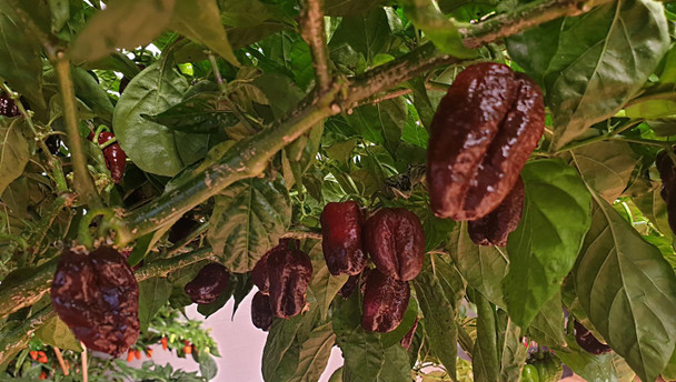 Scotch Bonnet Chocolate Chilli Plant Image by CHILLIESontheWEB