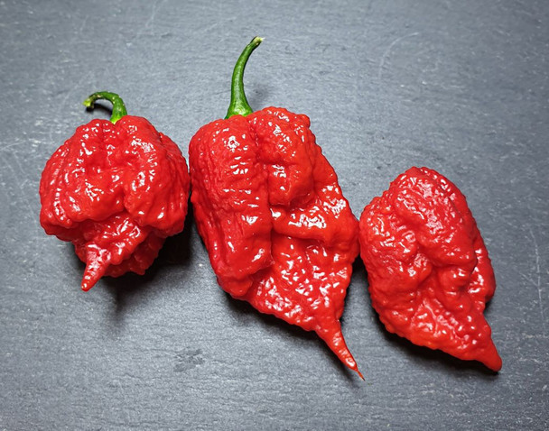 Devils Blood Drop Chilli Seeds Image by CHILLIESontheWEB