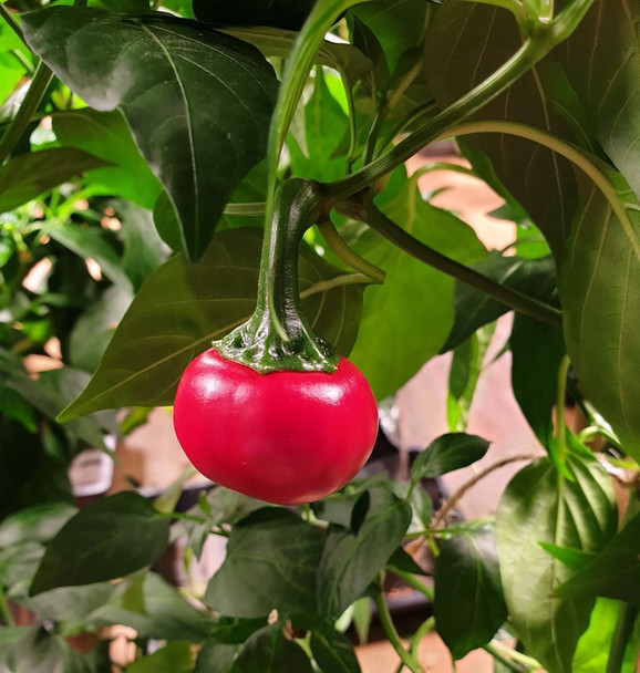 Cascabel Chilli Plant Image by CHILLIESontheWEB