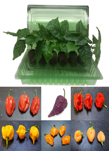 6 Pack of Superhot Chilli Seedling Plants Pack C Image by CHILLIESontheWEB