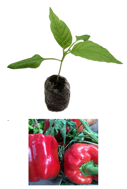 Asti Red Sweet Pepper Seedling Plant Image by CHILLIESontheWEB