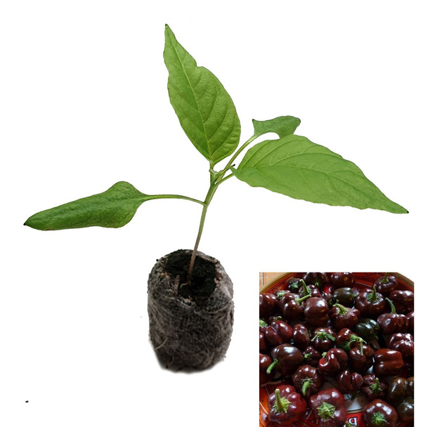 Mini Bell Chocolate Sweet Pepper Plant Image by CHILLIESontheWEB