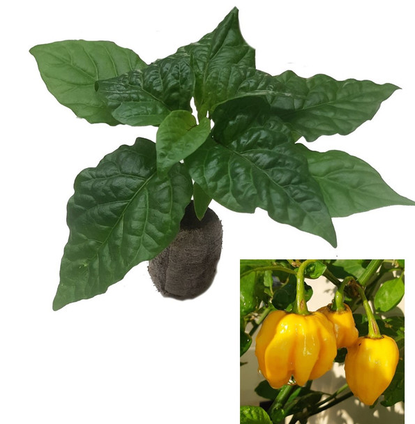 Habanero West Indian Yellow Chilli Seedling Plant Image by CHILLIESontheWEB