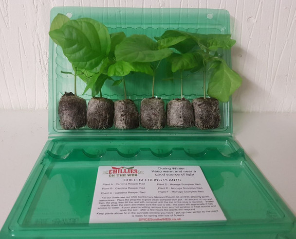6 Pack of Windowsill Chilli Seedling Plants