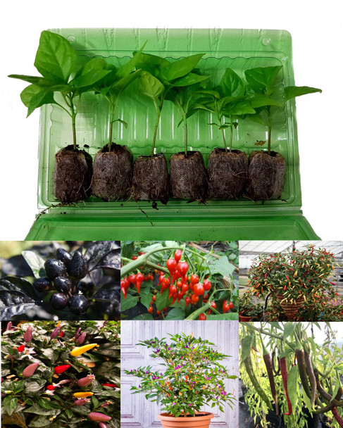6 Pack of Windowsill Chilli Seedling Plants Image by CHILLIESontheWEB