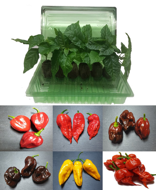 6 Pack of Superhot Chilli Seedling Plants Pack D Image by CHILLIESontheWEB