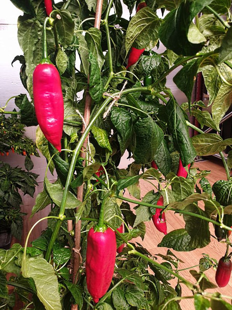 Aji Asta de Buey Chilli Plant Image by CHILLIESontheWEB