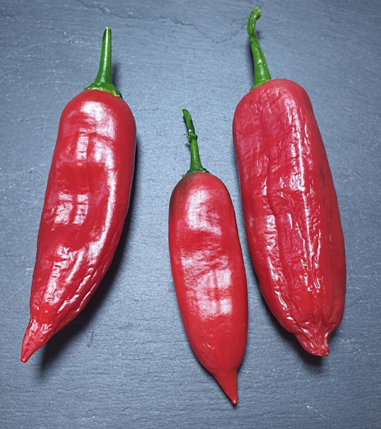 Aji Asta de Buey Chilli Pod Image by CHILLIESontheWEB