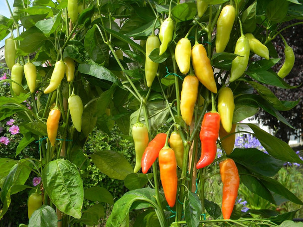 Aji Crystal Chilli Plant Image by CHILLIESontheWEB