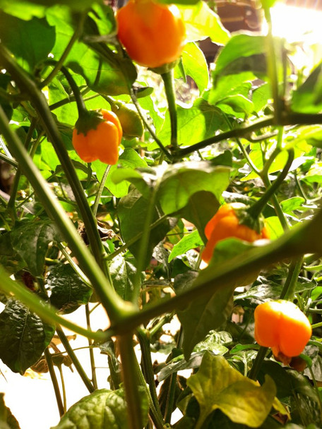 Aji Mango Chilli Plant Image by CHILLIESontheWEB