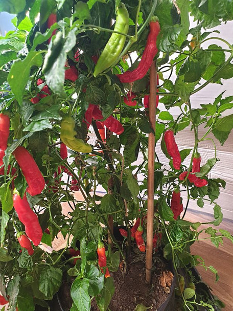 Aji Minas Gerais Chilli Plant Image by CHILLIESontheWEB