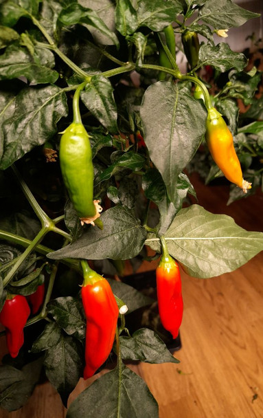 Aji Valle de Canca Chilli Plant Image by CHILLIESontheWEB