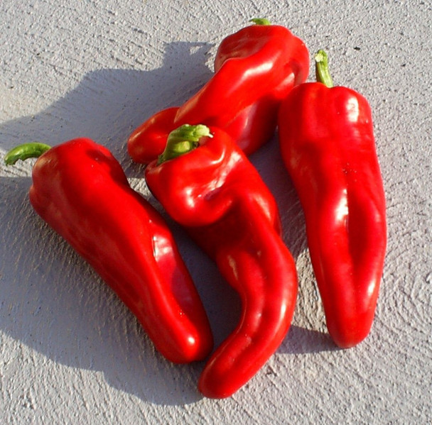 Asti Red Sweet Pepper Image by CHILLIESontheWEB