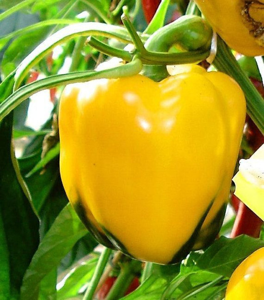 Asti Yellow Sweet Pepper Image by CHILLIESontheWEB