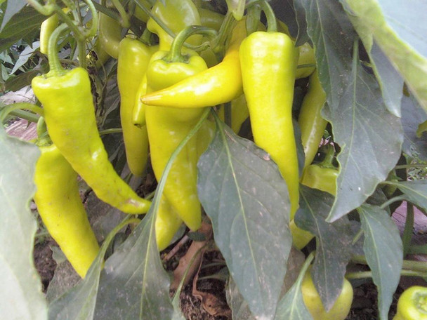 Banana Pepper - Hungarian Sweet Wax Chilli Seeds Image by Chillies on the Web