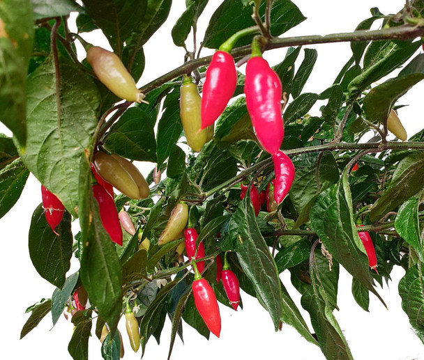 Clavo Red Mature Chilli Plant Image by CHILLIESontheWEB