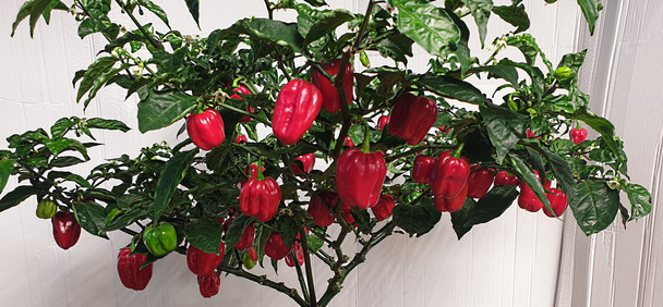 Dalle Khursani Chilli Plant Image by CHILLIESontheWEB