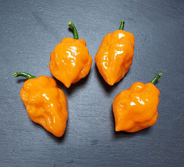 Orange Scorpion x Devils Tongue Chilli Seeds Image by CHILLIESontheWEB