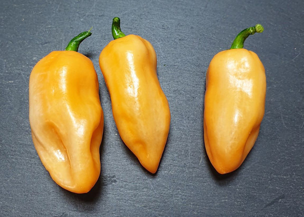 Habanero Peach Chilli Pod Image by CHILLIESontheWEB