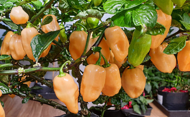 Habanero Pink Chilli Plant Image by CHILLIESontheWEB