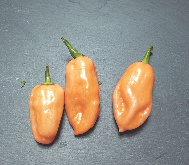 Habanero Pink Chilli Pod Image by CHILLIESontheWEB