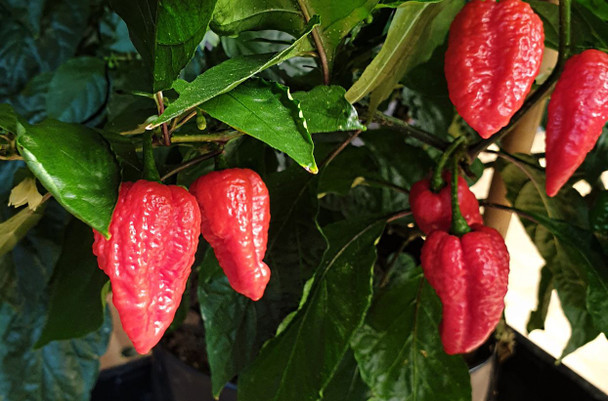 Habolokia Red Mature Chilli Plant by CHILLIESontheWEB