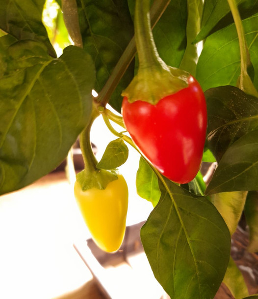 Jalapeno White Chilli Plant Image by CHILLIESontheWEB