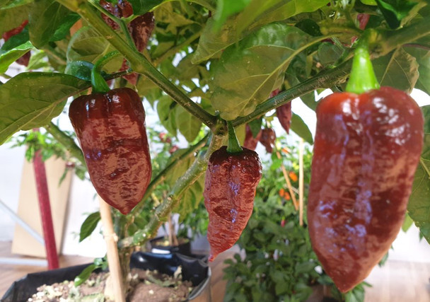 Naga Morich Chocolate Chilli Plant Image by CHILLIESontheWEB