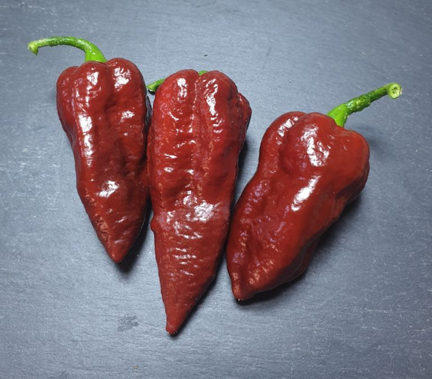 Naga Morich Chocolate Chilli Pod Image by CHILLIESontheWEB