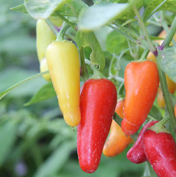 Numex Pinata Chilli Seeds Image by Chillies on the Web