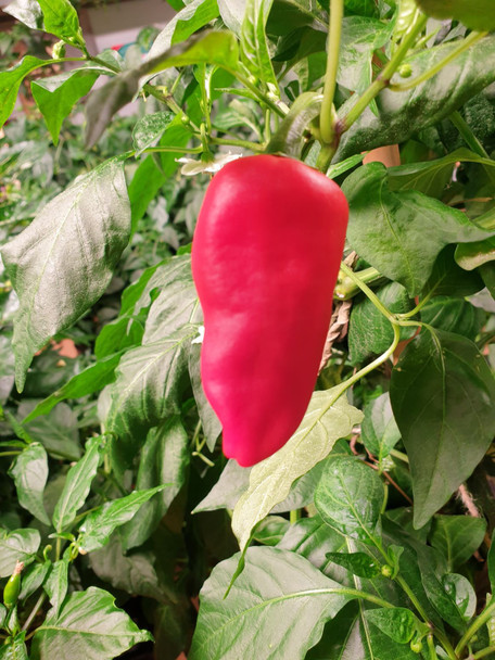 Padron Chilli Plant Image by CHILLIESontheWEB