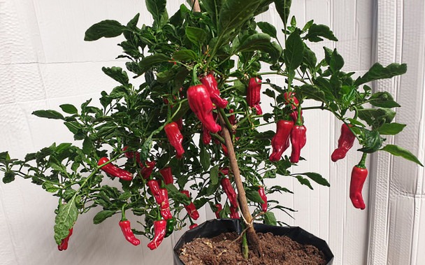 Italian Pepperoncini Chilli Plant Image by CHILLIESontheWEB