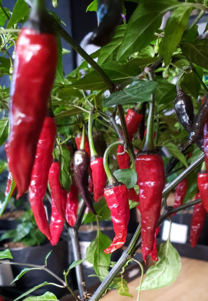 Purple UFO - Giant Queen F2 Chilli Plant Image, Chillies on the Web