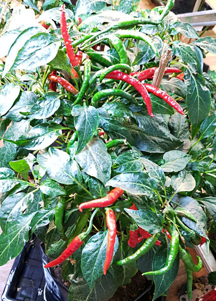 Pusa Sadabahar Chilli Plant Image by CHILLIESontheWEB