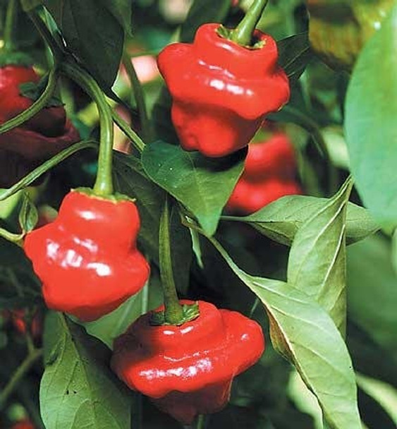 Jamaican Red Chilli Image, Chillies on the Web