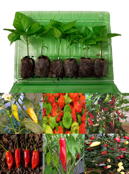 6 Pack of Aji Tall Chilli Plants B Image by CHILLIESontheWEB