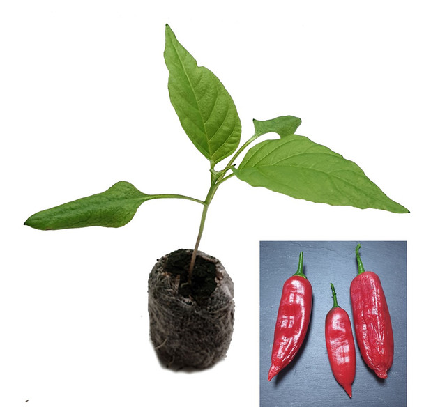 Aji Asta de Buey Chilli Plant Image by CHILLIESontheWEB