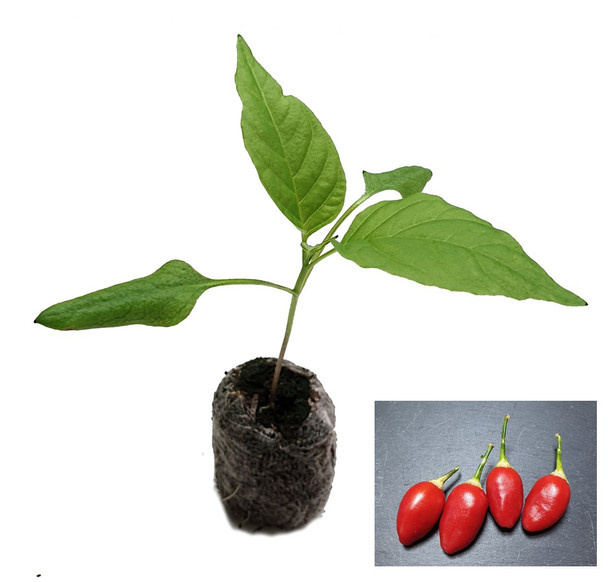 Aji Huanuco Chilli Plant Image by CHILLIESontheWEB