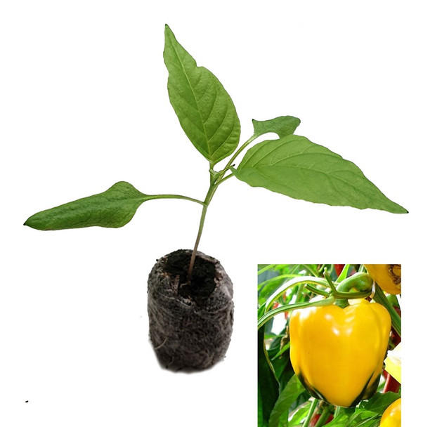 Asti Yellow Sweet Pepper Seedling Plant Image by CHILLIESontheWEB