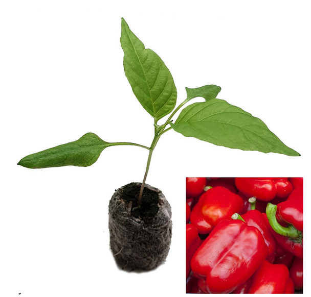 Robertina Sweet Pepper Seedling Plant Image by CHILLIESontheWEB