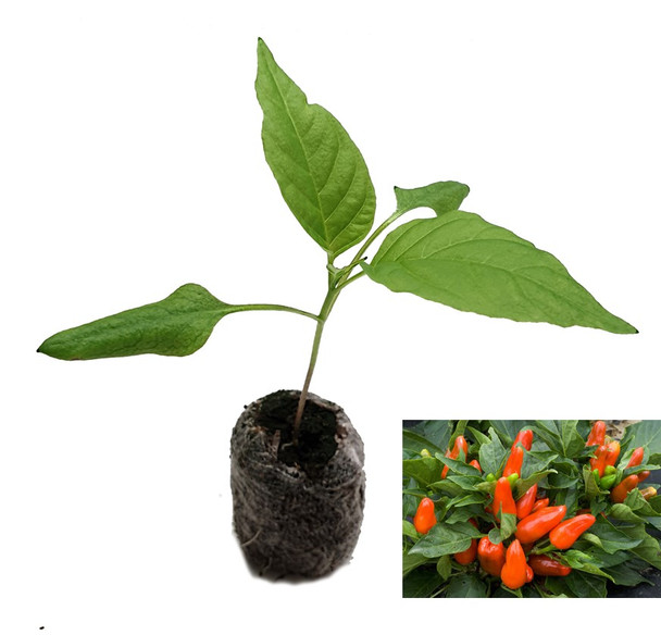 Tangerine Dream Sweet Pepper Seedling Plant Image by CHILLIESontheWEB